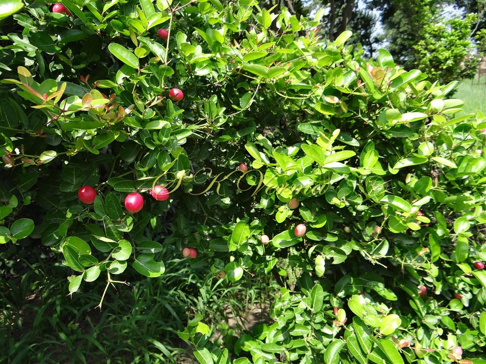  Plant